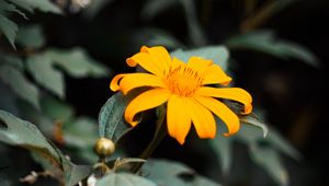 Preview wallpaper flower, yellow, bloom, close-up