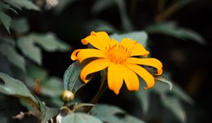 Preview wallpaper flower, yellow, bloom, close-up
