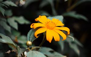 Preview wallpaper flower, yellow, bloom, close-up