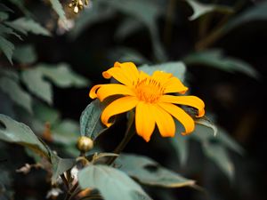 Preview wallpaper flower, yellow, bloom, close-up