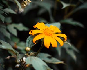 Preview wallpaper flower, yellow, bloom, close-up