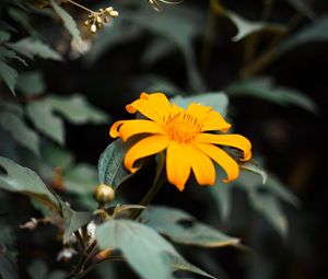 Preview wallpaper flower, yellow, bloom, close-up