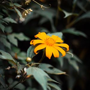 Preview wallpaper flower, yellow, bloom, close-up