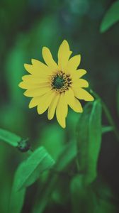 Preview wallpaper flower, yellow, blur, foliage, flowerbed