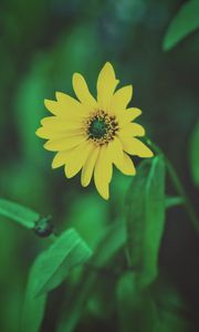 Preview wallpaper flower, yellow, blur, foliage, flowerbed