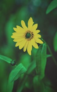 Preview wallpaper flower, yellow, blur, foliage, flowerbed