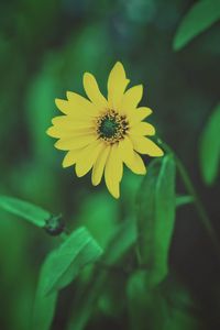 Preview wallpaper flower, yellow, blur, foliage, flowerbed