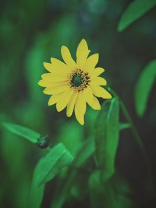 Preview wallpaper flower, yellow, blur, foliage, flowerbed