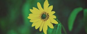 Preview wallpaper flower, yellow, blur, foliage, flowerbed