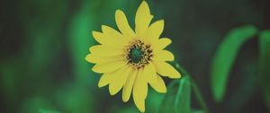 Preview wallpaper flower, yellow, blur, foliage, flowerbed