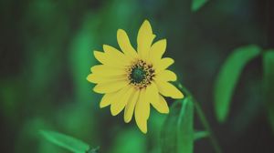 Preview wallpaper flower, yellow, blur, foliage, flowerbed