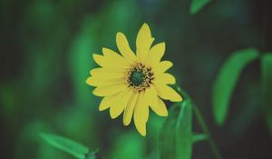 Preview wallpaper flower, yellow, blur, foliage, flowerbed