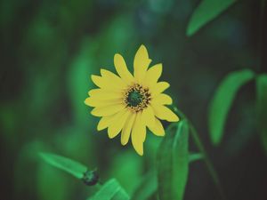 Preview wallpaper flower, yellow, blur, foliage, flowerbed