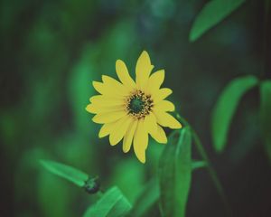 Preview wallpaper flower, yellow, blur, foliage, flowerbed