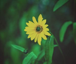 Preview wallpaper flower, yellow, blur, foliage, flowerbed