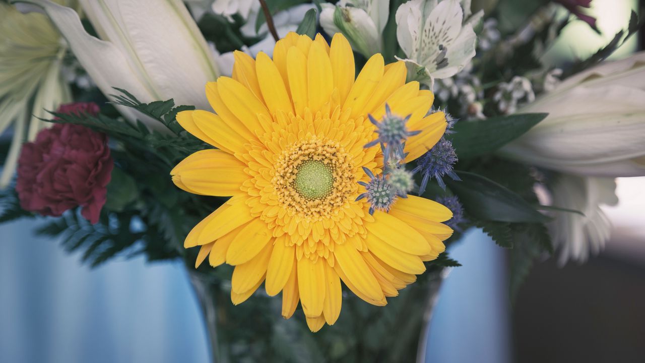 Wallpaper flower, yellow, bud, petals