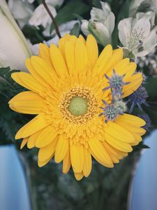 Preview wallpaper flower, yellow, bud, petals