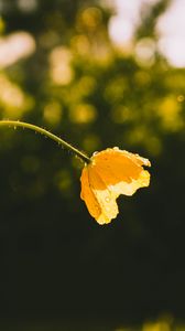 Preview wallpaper flower, yellow, bud, drops, sunlight