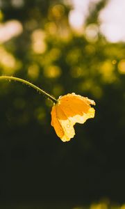 Preview wallpaper flower, yellow, bud, drops, sunlight