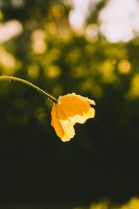 Preview wallpaper flower, yellow, bud, drops, sunlight