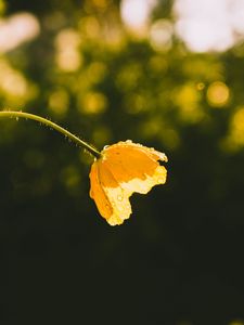 Preview wallpaper flower, yellow, bud, drops, sunlight
