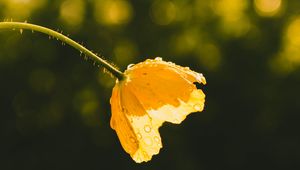 Preview wallpaper flower, yellow, bud, drops, sunlight