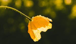 Preview wallpaper flower, yellow, bud, drops, sunlight