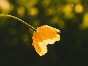 Preview wallpaper flower, yellow, bud, drops, sunlight