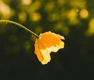 Preview wallpaper flower, yellow, bud, drops, sunlight