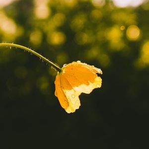 Preview wallpaper flower, yellow, bud, drops, sunlight