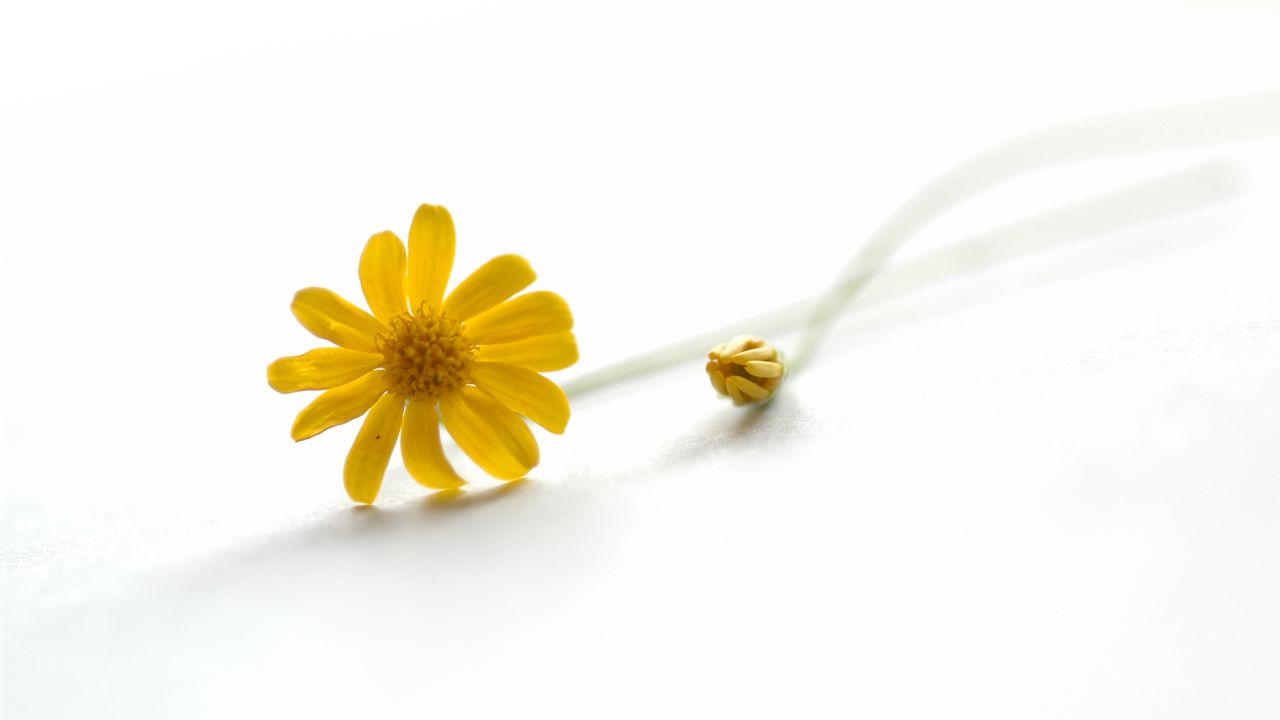 Wallpaper flower, yellow, bud, background