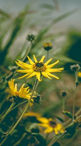 Preview wallpaper flower, yellow, chamomile, plant, grass