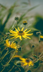 Preview wallpaper flower, yellow, chamomile, plant, grass