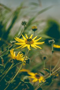 Preview wallpaper flower, yellow, chamomile, plant, grass