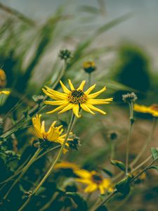 Preview wallpaper flower, yellow, chamomile, plant, grass