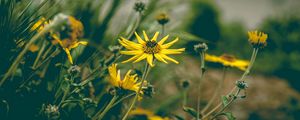 Preview wallpaper flower, yellow, chamomile, plant, grass