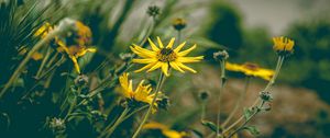 Preview wallpaper flower, yellow, chamomile, plant, grass