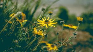 Preview wallpaper flower, yellow, chamomile, plant, grass