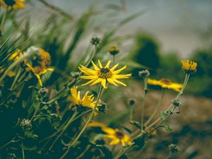 Preview wallpaper flower, yellow, chamomile, plant, grass