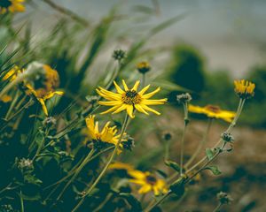 Preview wallpaper flower, yellow, chamomile, plant, grass