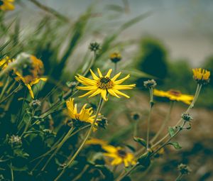 Preview wallpaper flower, yellow, chamomile, plant, grass