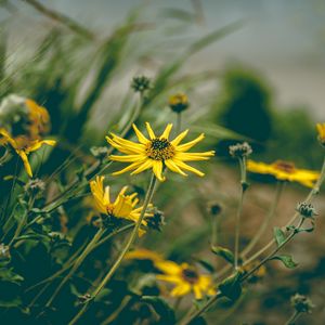 Preview wallpaper flower, yellow, chamomile, plant, grass