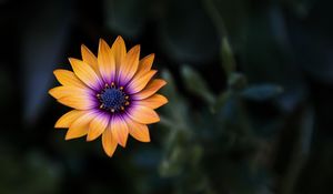 Preview wallpaper flower, yellow, closeup, macro