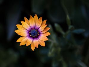 Preview wallpaper flower, yellow, closeup, macro