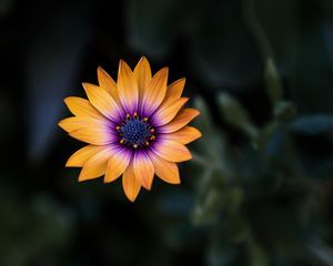 Preview wallpaper flower, yellow, closeup, macro