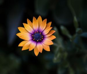 Preview wallpaper flower, yellow, closeup, macro