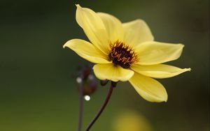 Preview wallpaper flower, yellow, close-up, petals