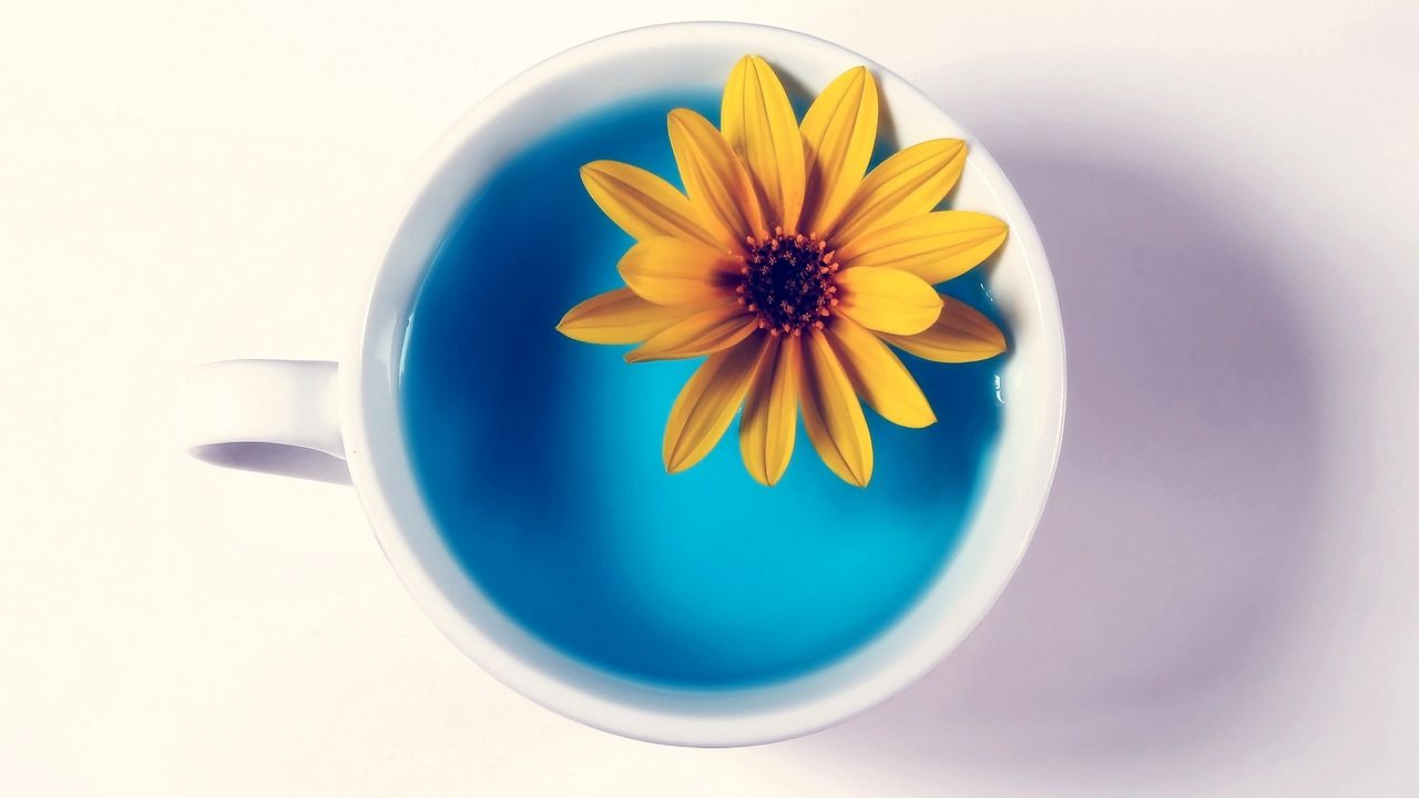 Wallpaper flower, yellow, cup, water, white background