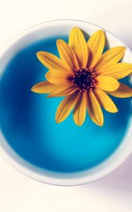 Preview wallpaper flower, yellow, cup, water, white background