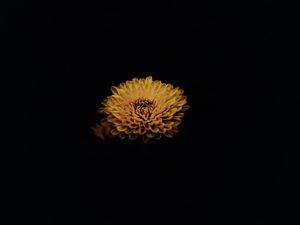 Preview wallpaper flower, yellow, dark, petals